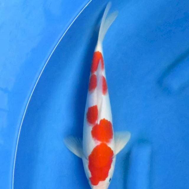 Ori kohaku 32cm ml