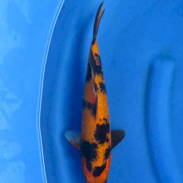 Ori hiutsuri 32cm ml