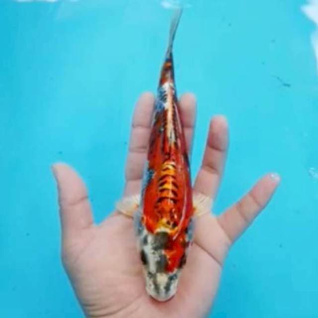 Beni kiko