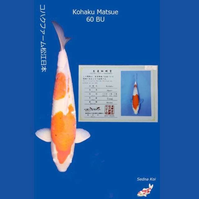 Jumbo Kohaku 60 BU Serti Matsue