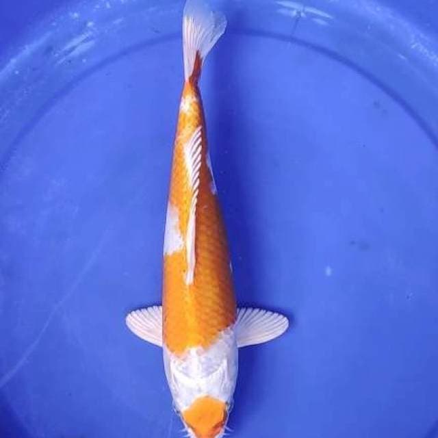 Hariwake