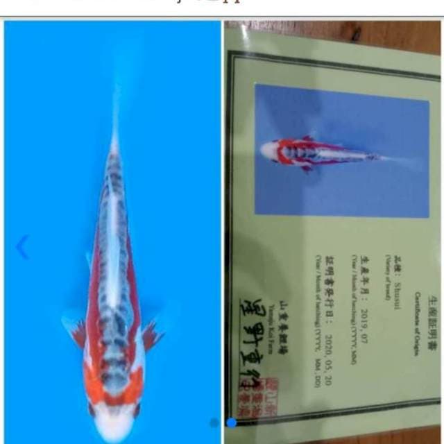 Shusui import serti yamuju