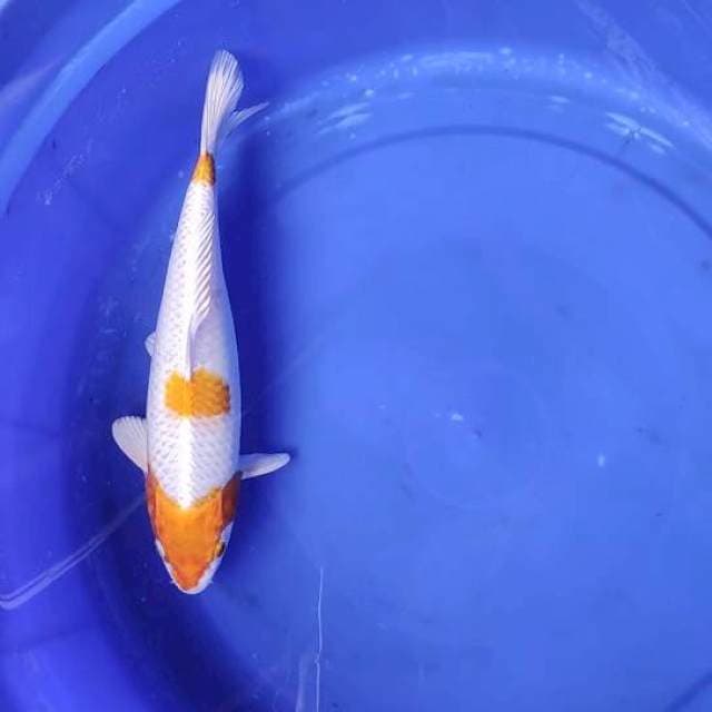 Hariwake