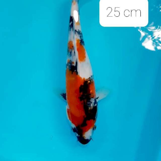 Showa 25 cm