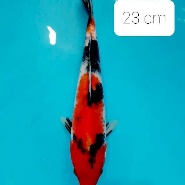 Showa 23 cm
