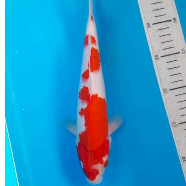 Kohaku 26cm