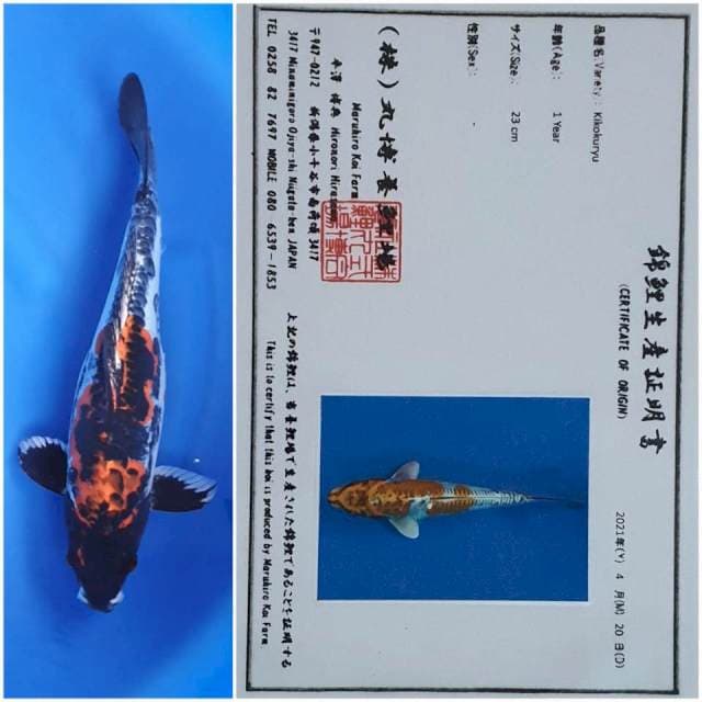 Kikokuryu 36Cm import serti Maruhiro