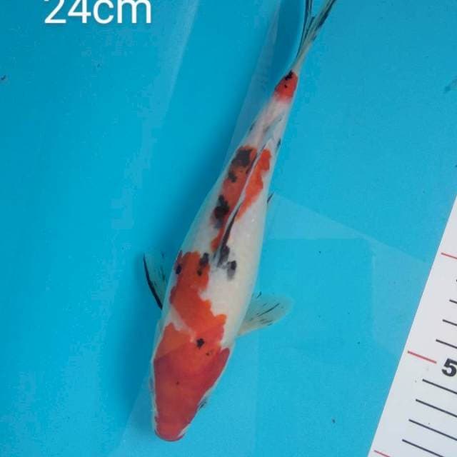 short body sanke 24cm