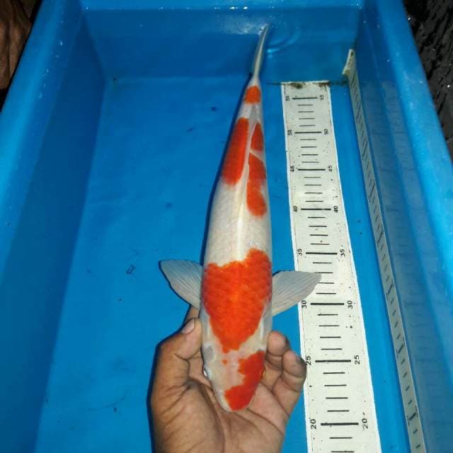 Kohaku