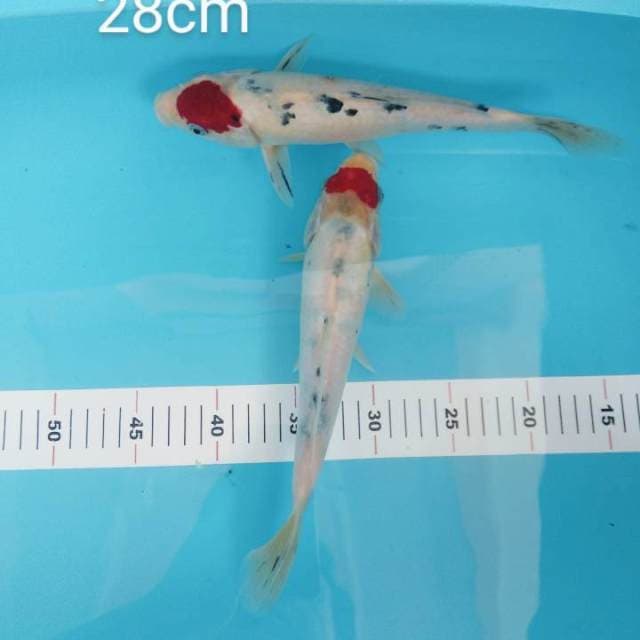 Duo sanke Tategoi 28cm