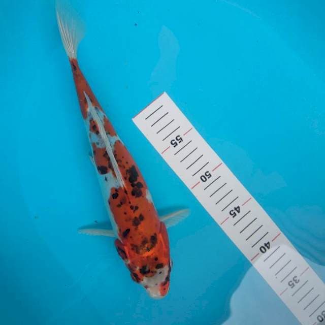 doitsu 32cm