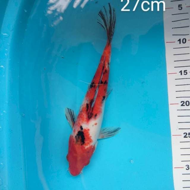 27cm Sanke