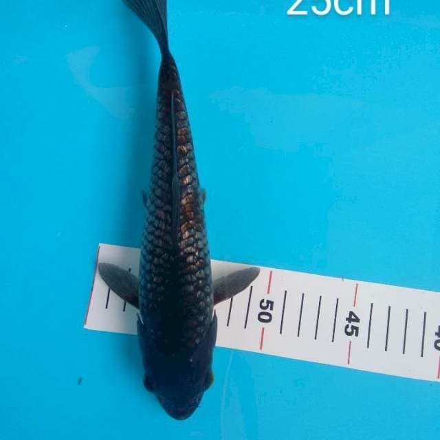 Ochiba Ginrin 25cm