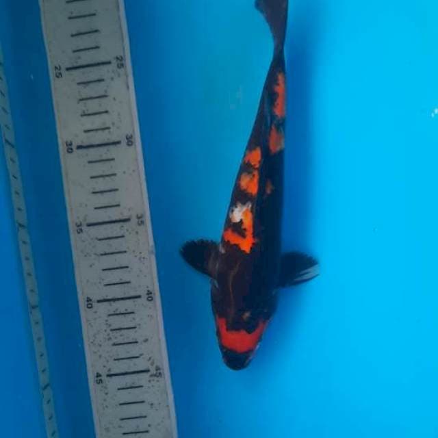Showa 23cm