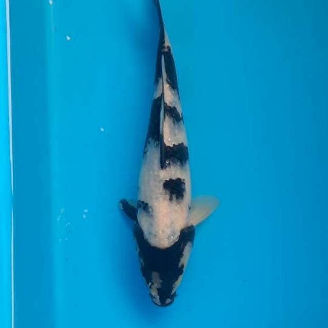 Shiro 18cm