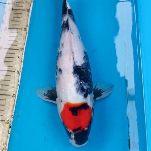 Tancho Showa 37cm
