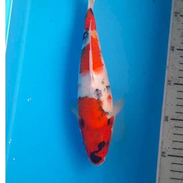 Showa 26cm