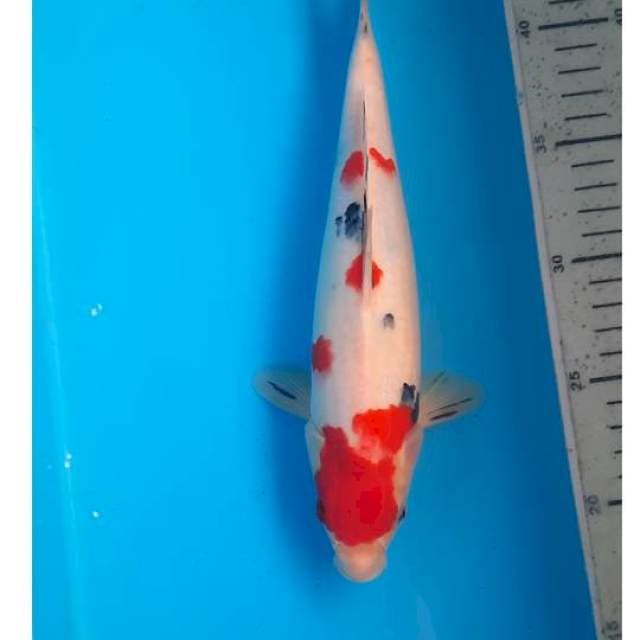 Kuhaku sanke 26cm