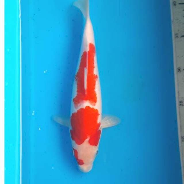 Kohaku 25cm