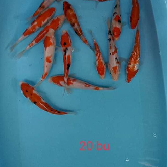 Paket 15 ekor kohaku sanke