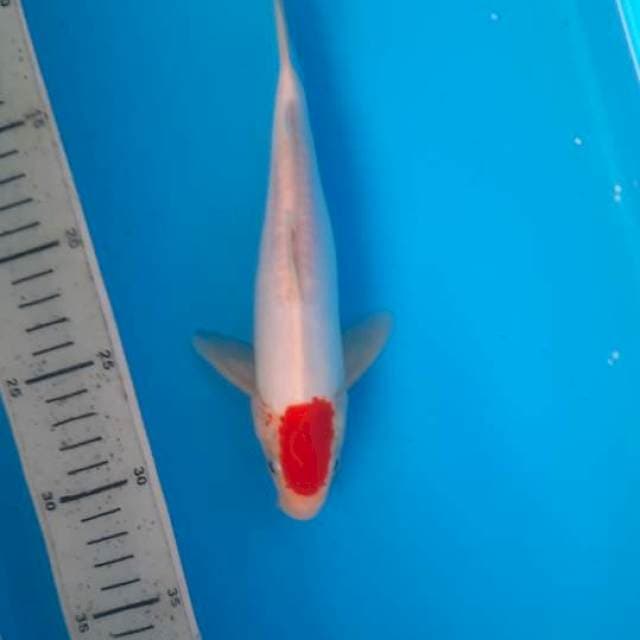 Tancho doits 21cm ekor g imbang