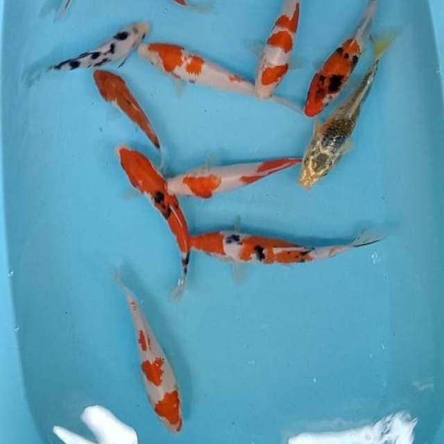 Paket mix 15 ekor kohaku sanke