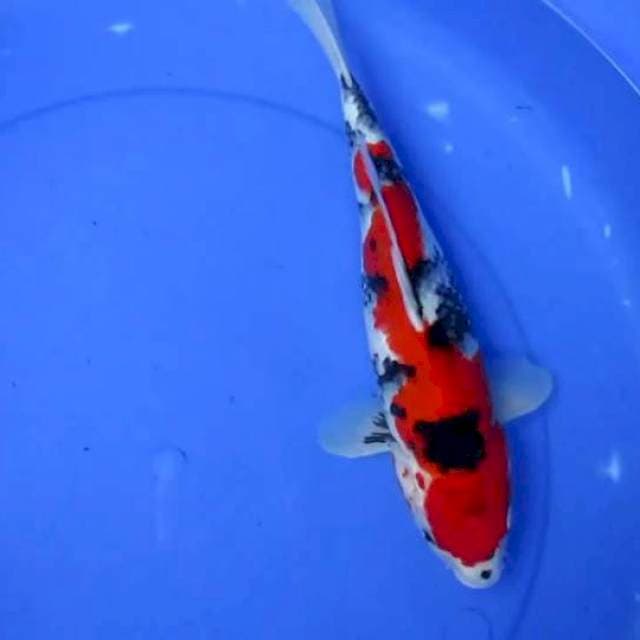Showa Strong 34cm