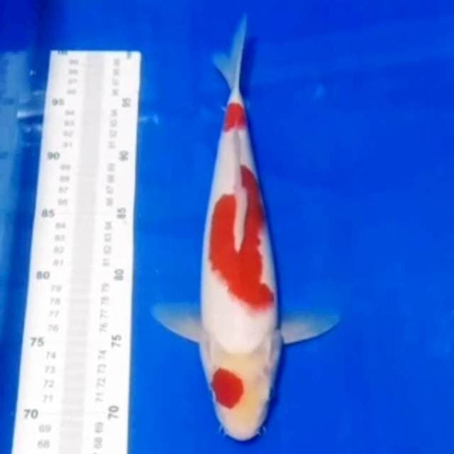 🏅kohaku 32cm