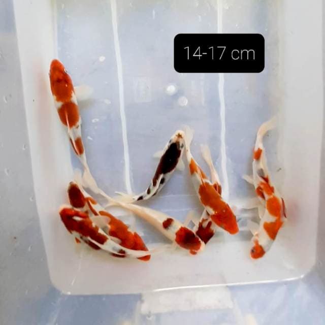 Paket 10 ekor 14-17 cm