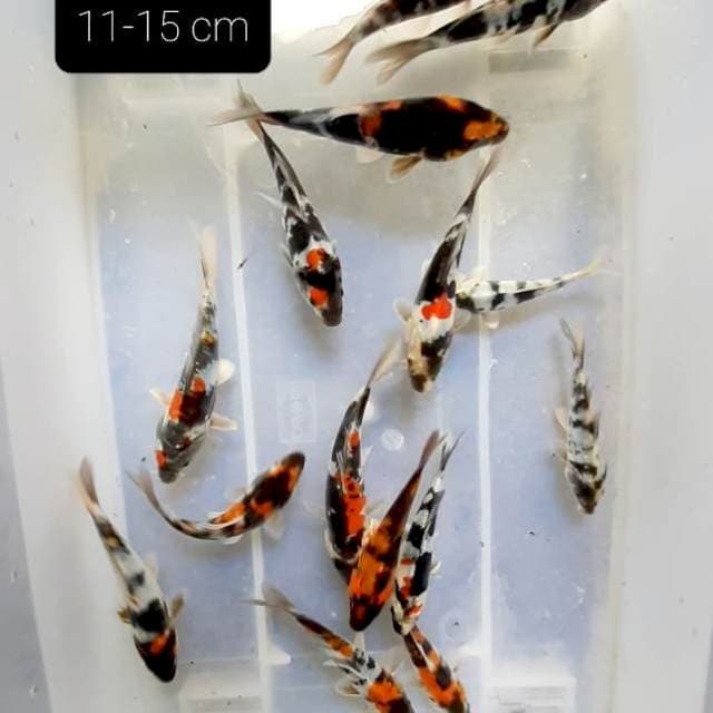Doitsu 15 ekor 11-15 cm