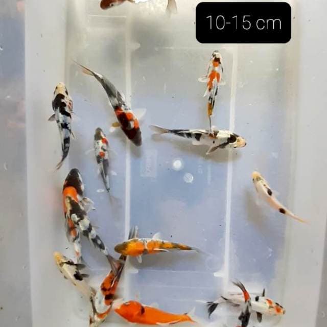 Doitsu 15 ekor 10-15 cm