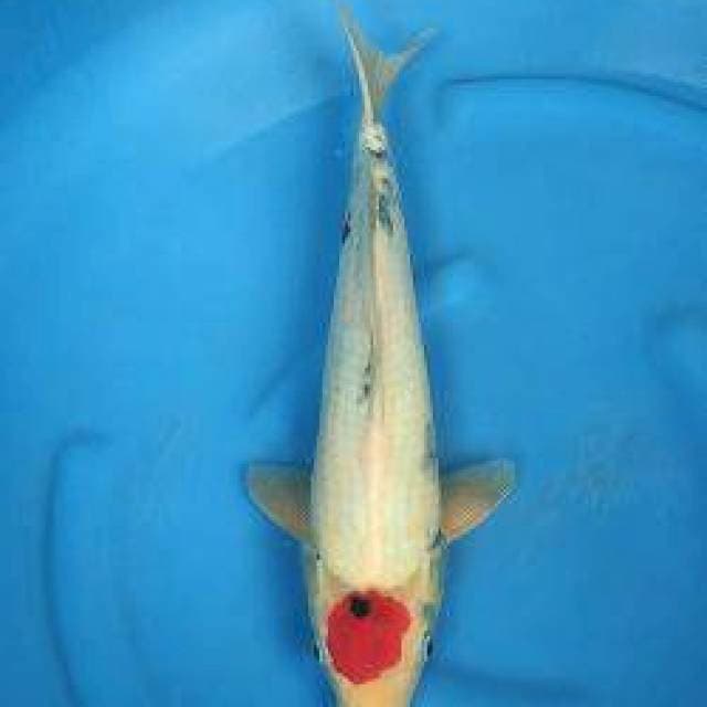 Tancho Showa 40cm Okawa Koi Farm