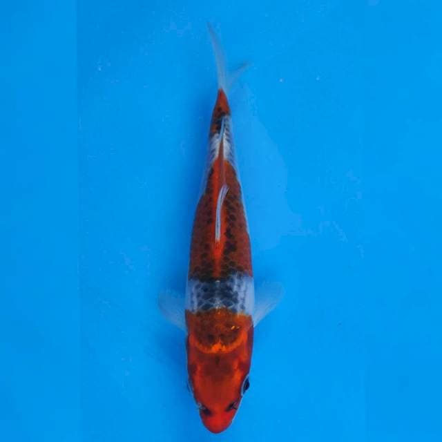 Maruhiro Goshiki