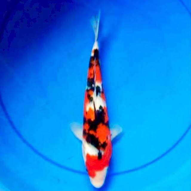 Sanke 26cm Izumiya Koi Farm