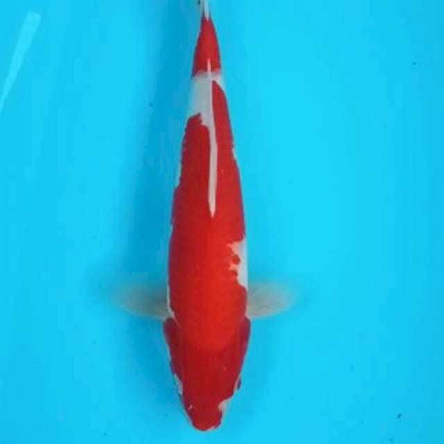 Kohaku strong 32cm