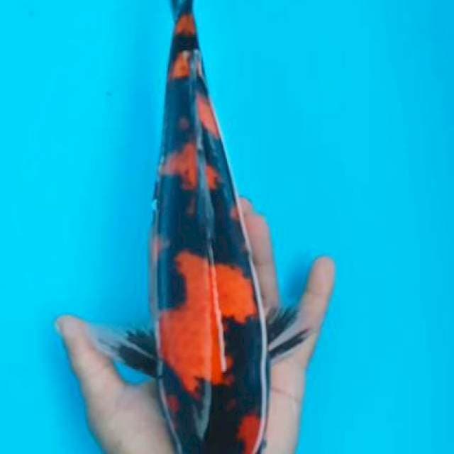 Showa 30cm