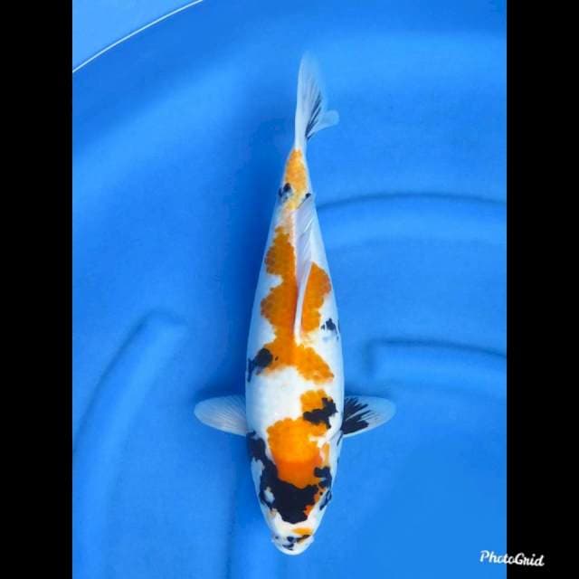 41cm , Ki Showa Unique