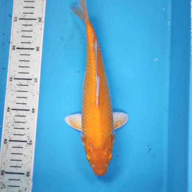 28cm, Yamabuki Ogon
