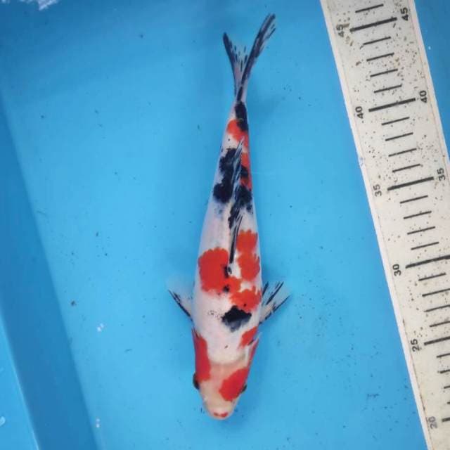 23cm, Sanke