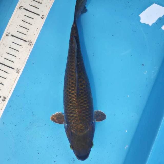 26cm, Midori