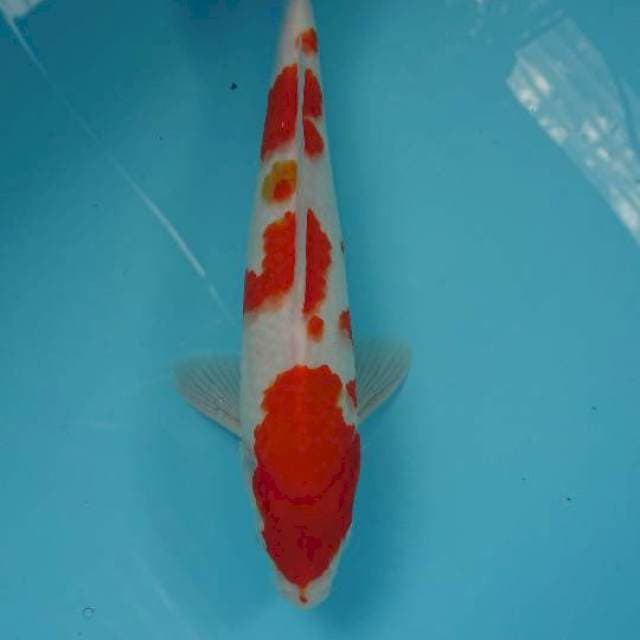 Maruten kohaku 28cm male