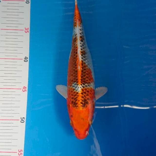 Kujaku 25cm