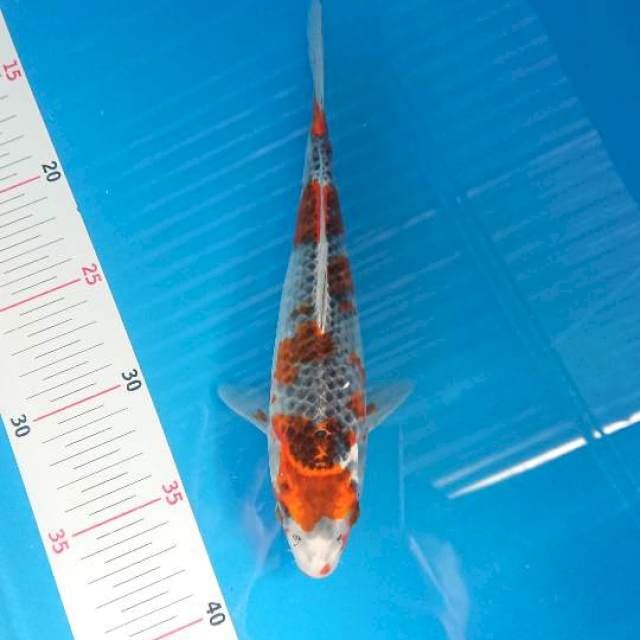 Kujaku 23cm