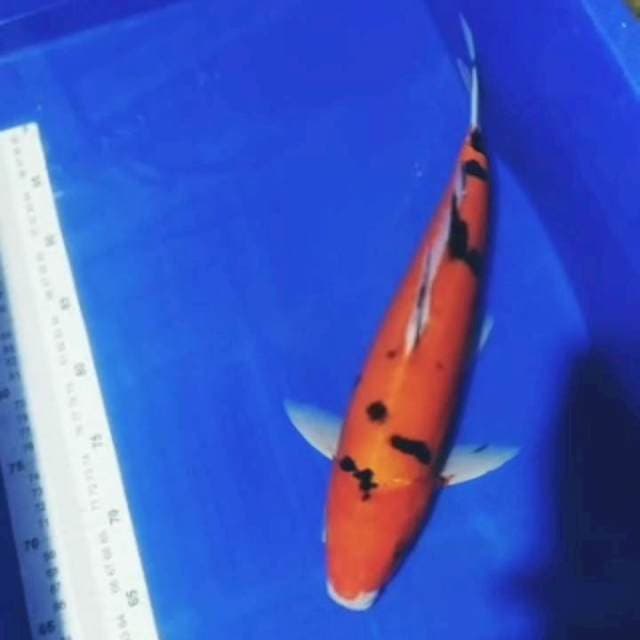 🏅Benikumon ryu 40cm