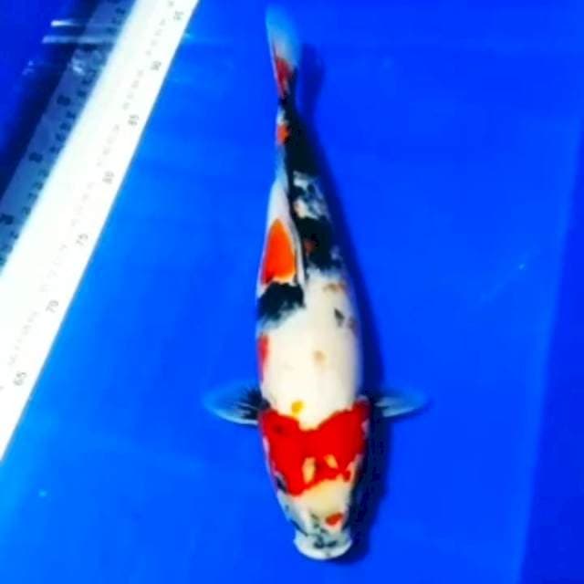 🏅Showa motogoro 40bu