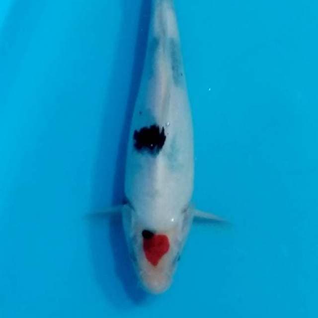 Showa 20cm