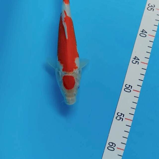 23 cm kohaku maruten cutt kering