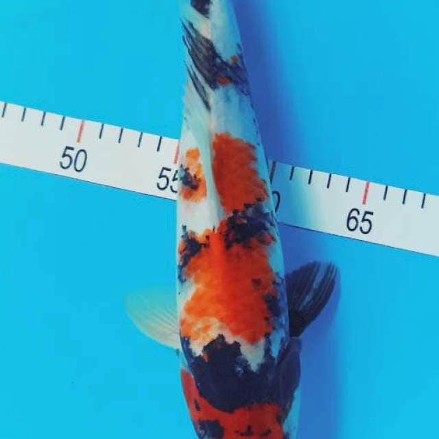 Showa 33 cm