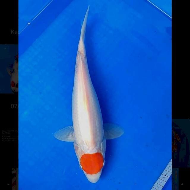 TANCHO - 35 CM