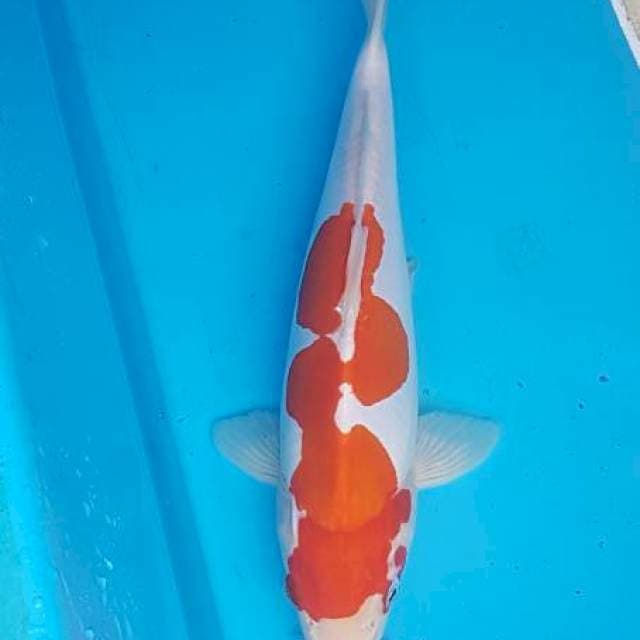 Kohaku doitsu